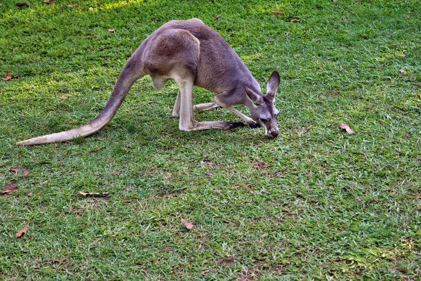 wallaroo