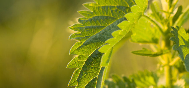 nettles