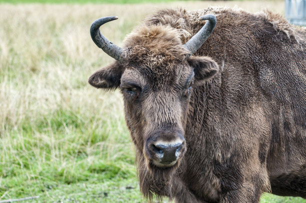 bison