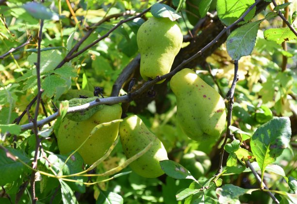 chaenomeles