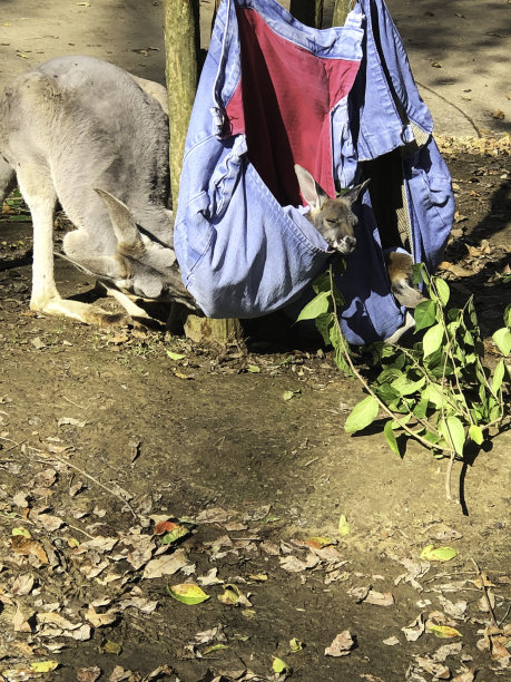 pouch