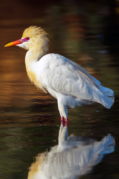 ibis
