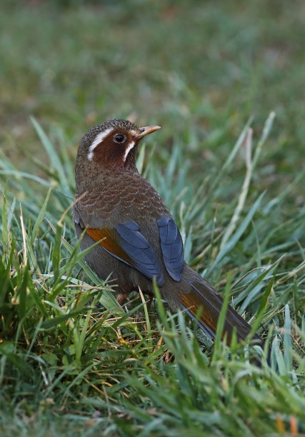 laughingthrush