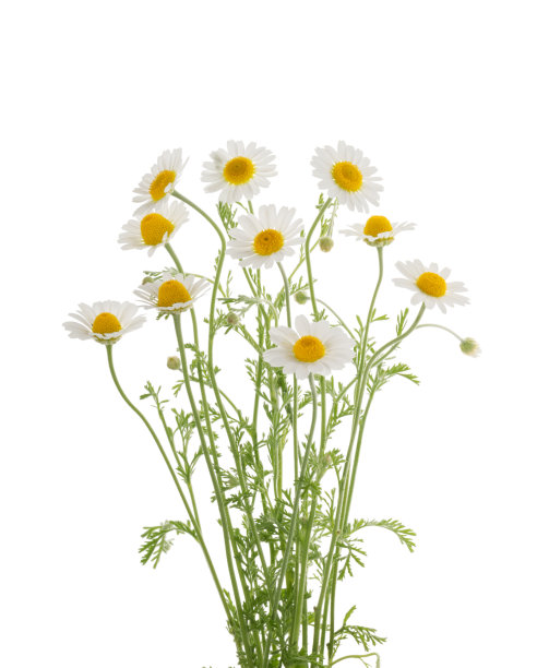 camomiles