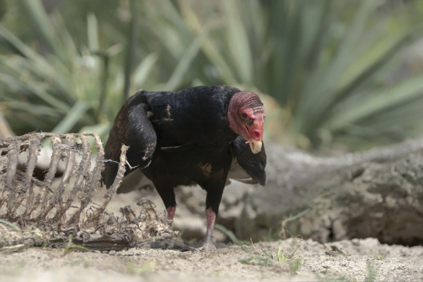 carrion