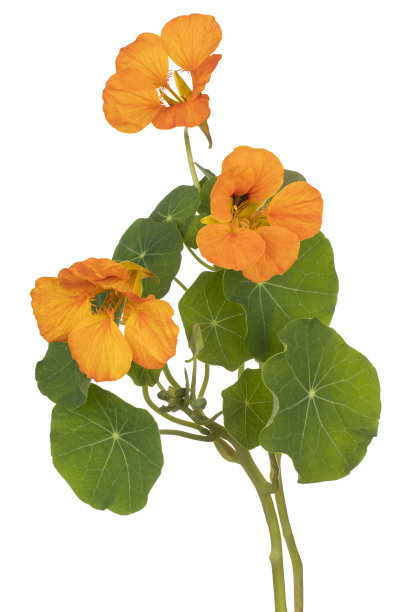 nasturtium