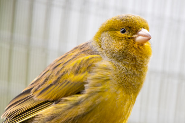 canary