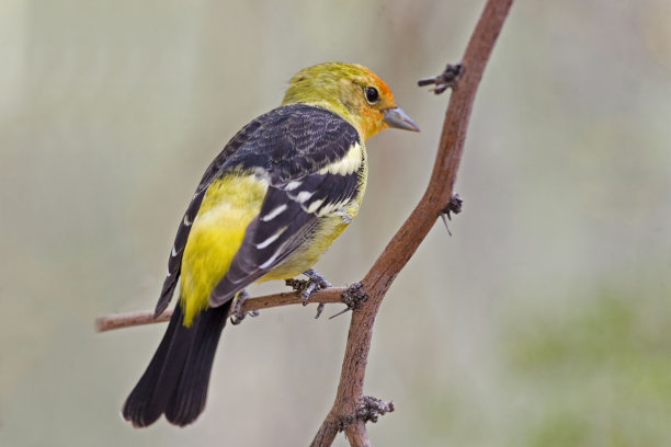 ornithology