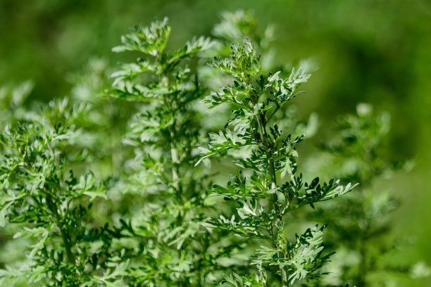 wormwood
