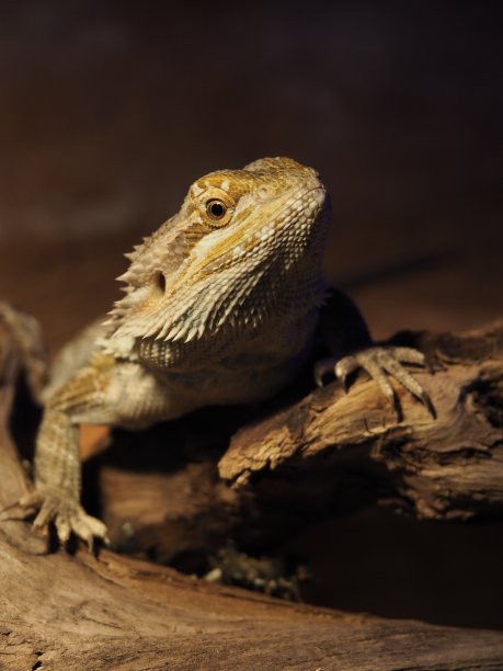 pogona