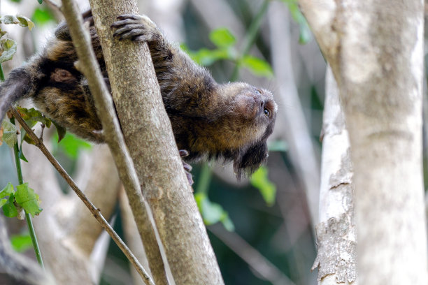 marmoset