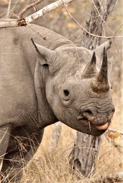 horned
