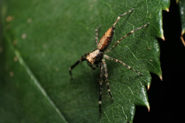 arachnid