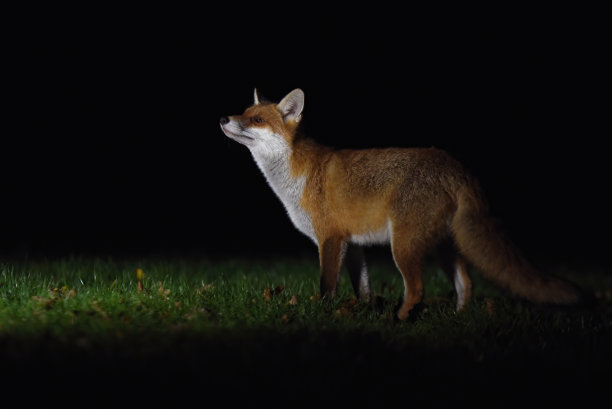 foxface
