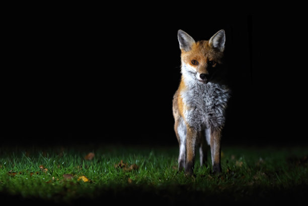 foxface