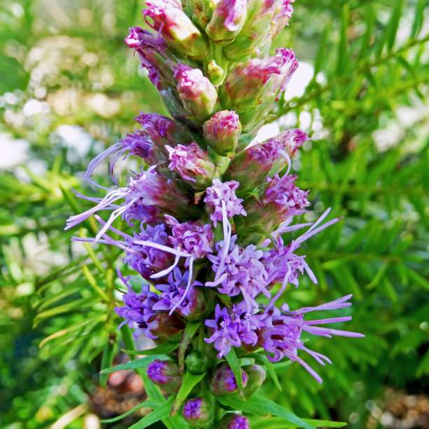 liatris