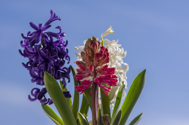hyacinth