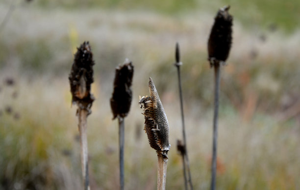 liatris