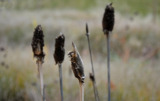 liatris