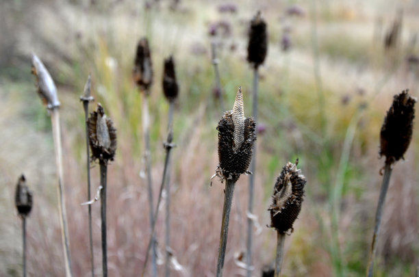liatris