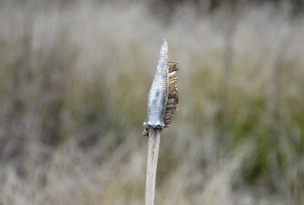 liatris