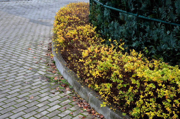 filipendula