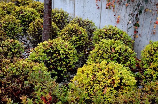overgrown