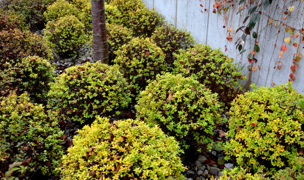 overgrown