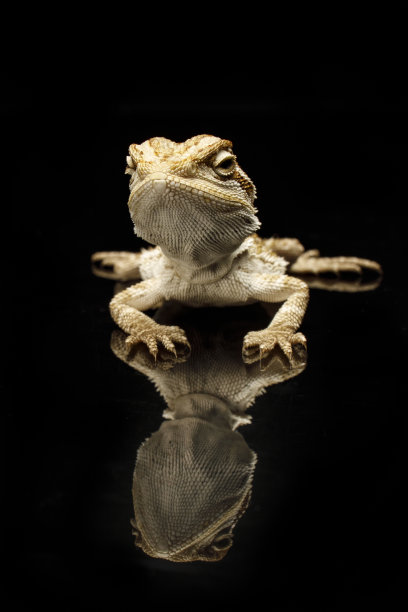 pogona