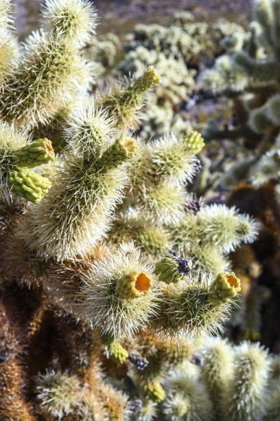 cholla