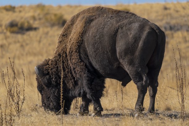 bison