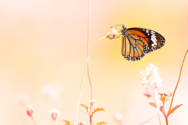 橙红色花朵条纹背景图案