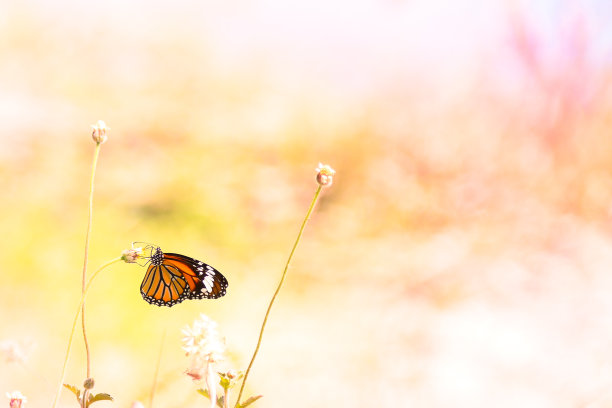 橙红色花朵条纹背景图案