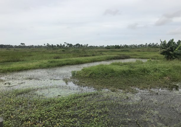 marsh