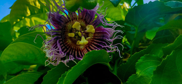 passiflora