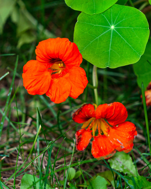 nasturtium