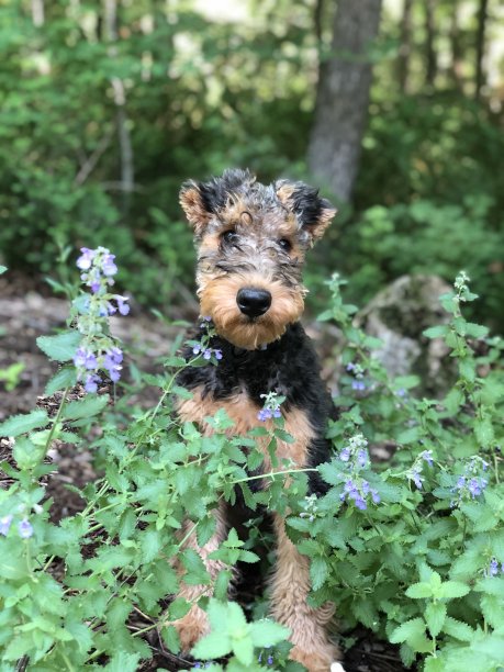 airedale