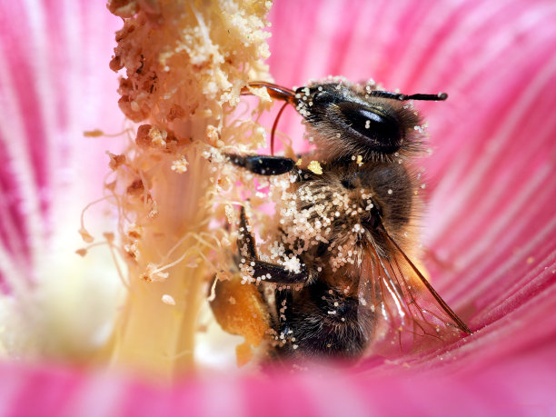 pollination
