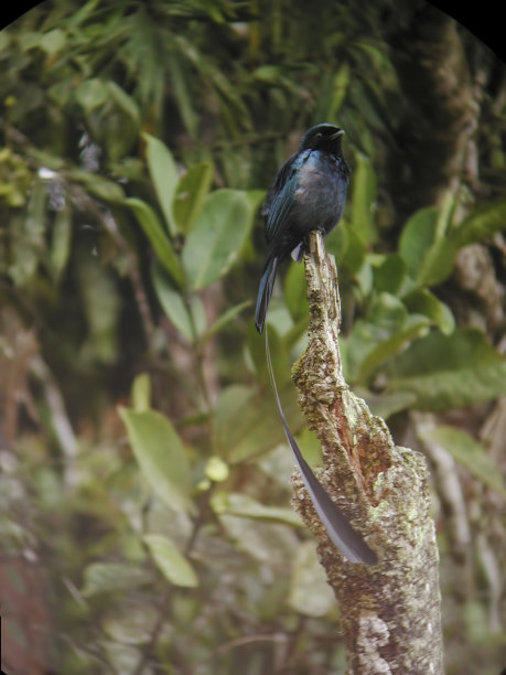 drongo