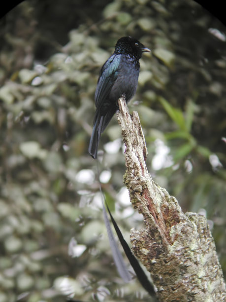 drongo