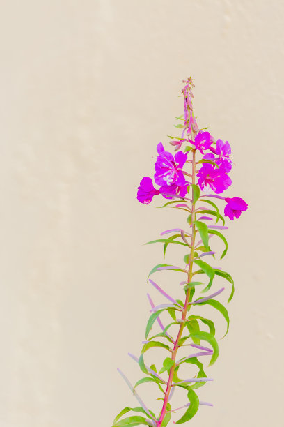 epilobium