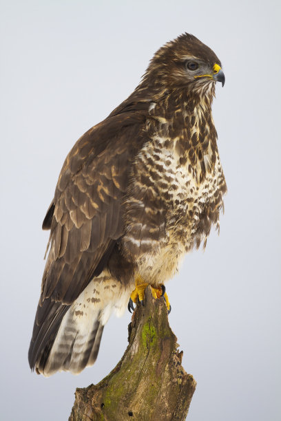 buzzard