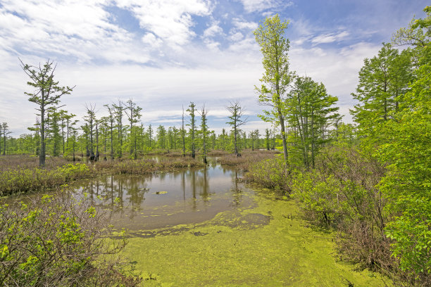 marsh