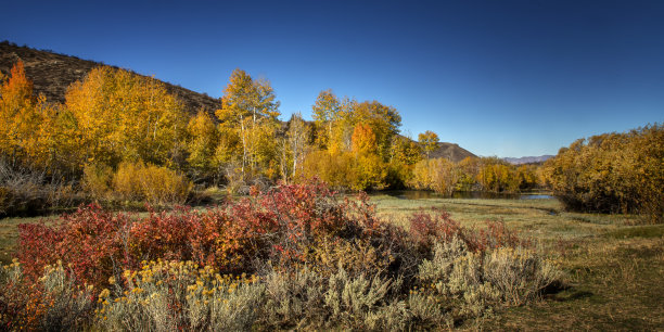elko