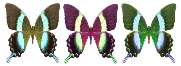 morpho