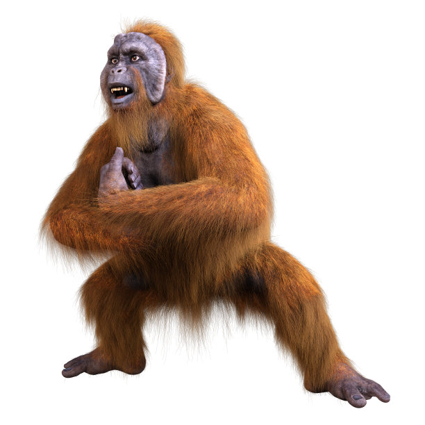 pongo
