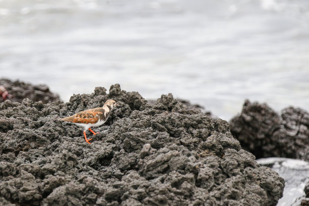 haematopus