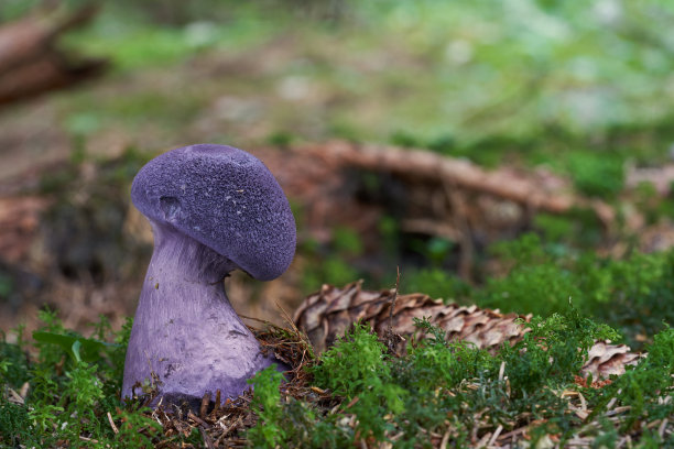 cortinarius
