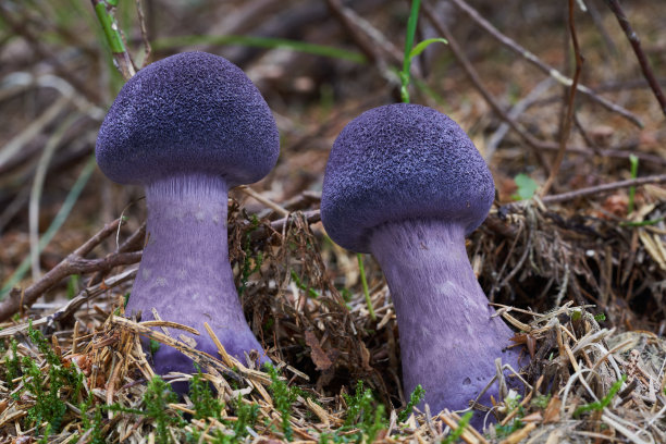 cortinarius
