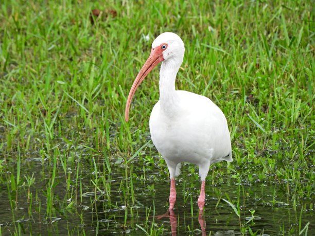 ibis